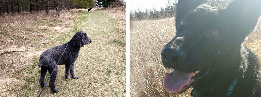 local dog boarding